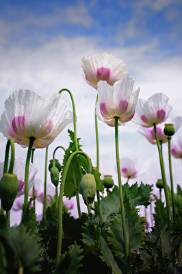 Mohn 1