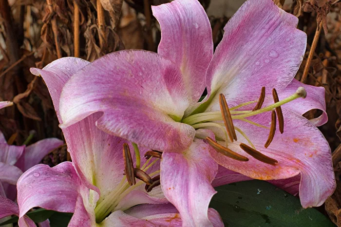 Lilium im Winter