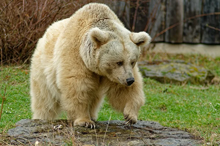 Orso bruno siriano