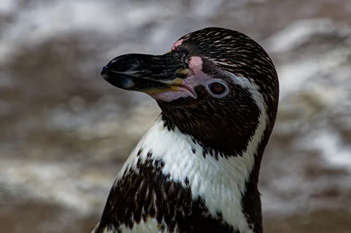 Pinguino