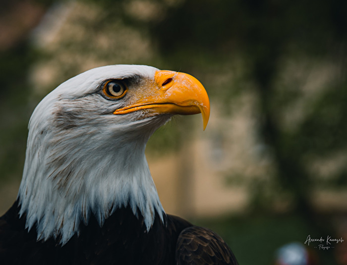 Weisskopfseeadler