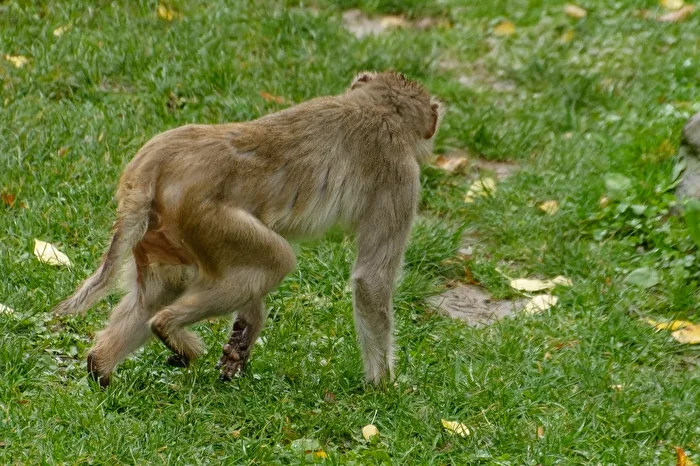 Rhesus Macaque