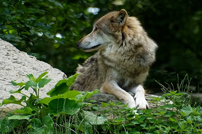 Timberwolf