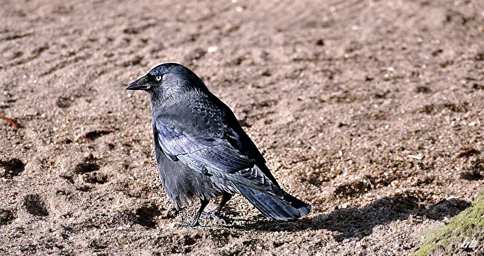 the pedestrian (female)