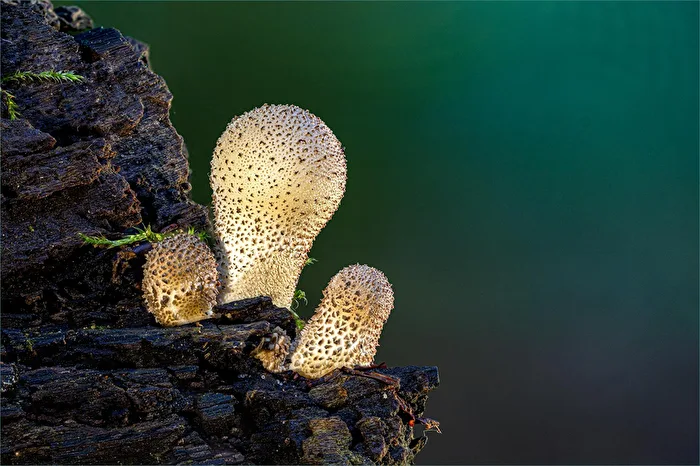 Three Light Bulbs