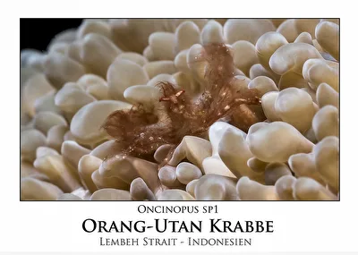 Nein - Kein Affe
