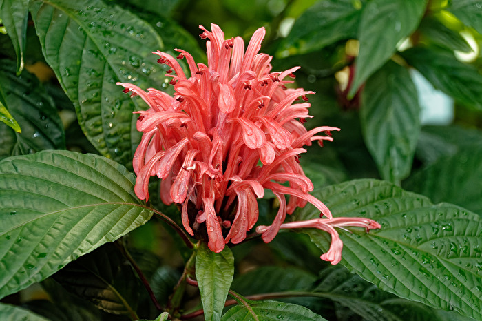 Blüte