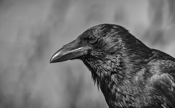 Raven..