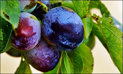 Fruchtporträt