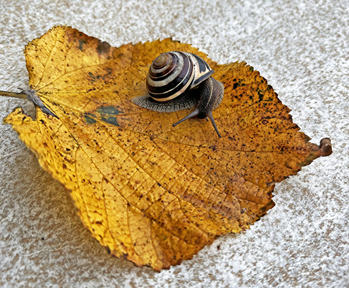 Laubschnecke