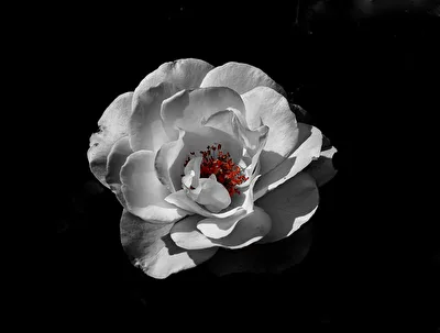 ohne Titel