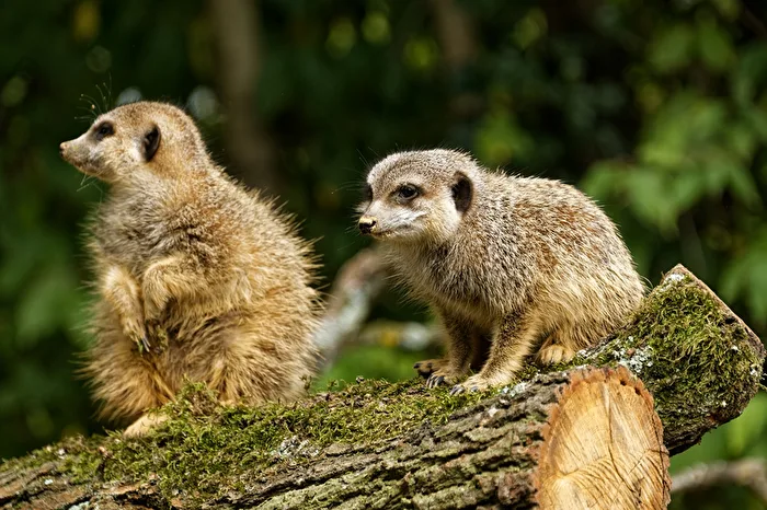Meerkat