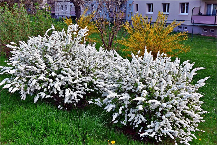 blühende Büsche