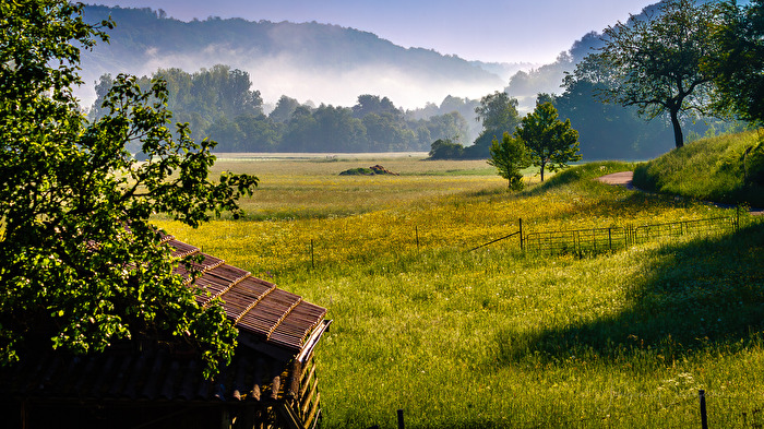 Sommermorgen auf der Wiese