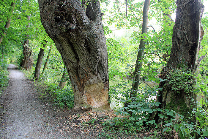 An der kleinen Saale (4)