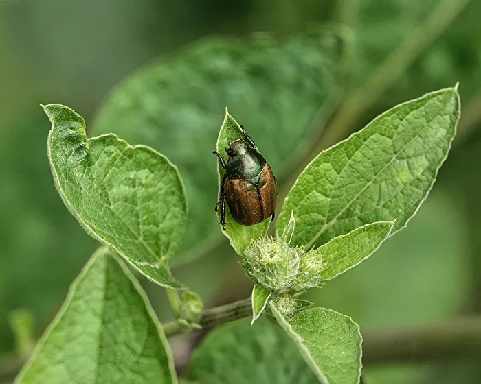 Kleiner Julikäfer