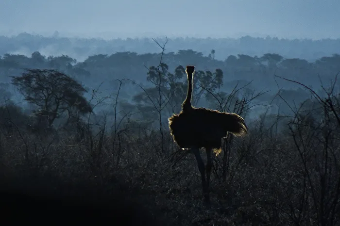 Evening in Kenya
