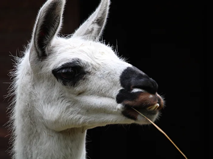Llama