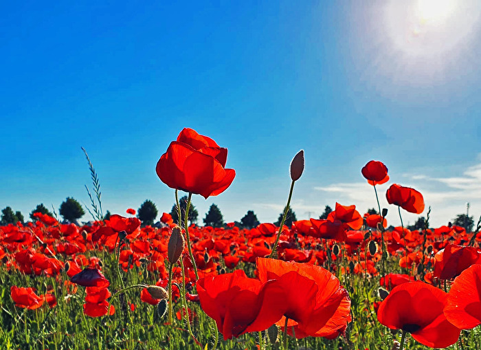 Mohn und blau er Himmel 2