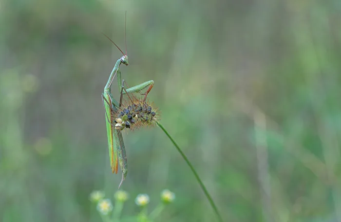 Europäische Gottesanbeterin (Mantis religiosa)