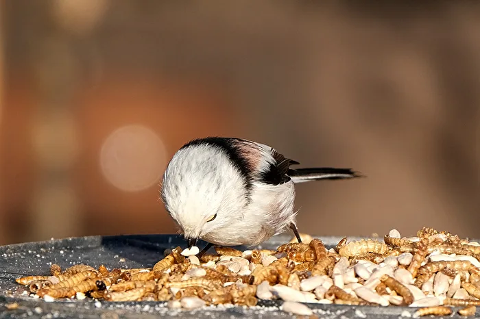 Long-tailed Tit 2