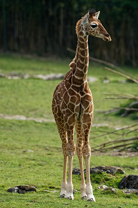 junge Giraffe