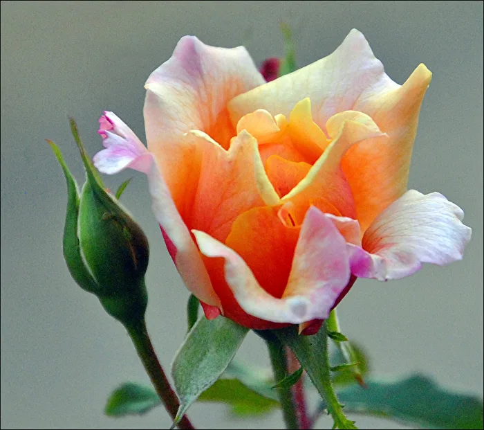 Rose Bloom