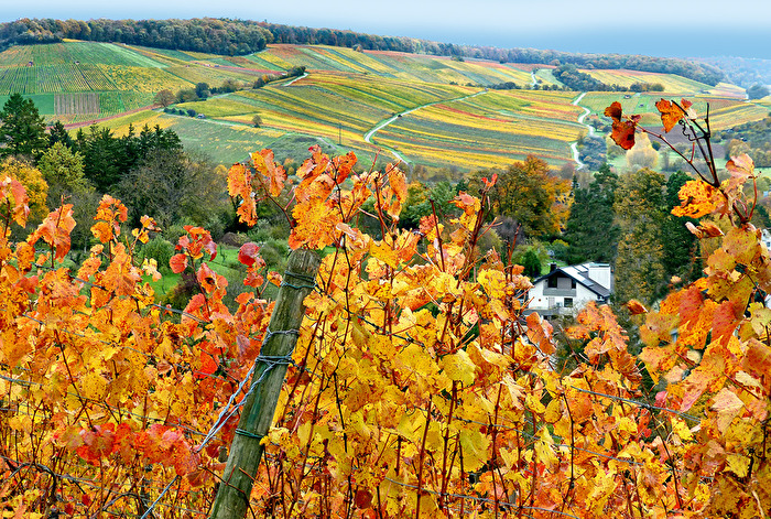 Der Weinbauer hat abgeliefert