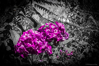 Rosa Pink Dream