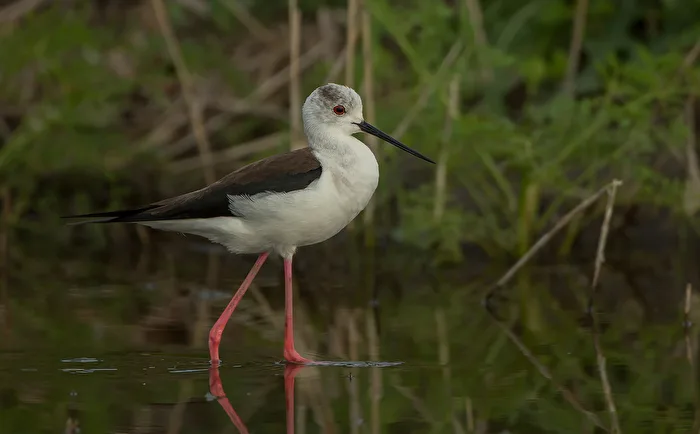 Black-winged Stilt (Himantopus himantopus)
