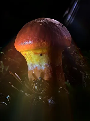 der kleine goldene