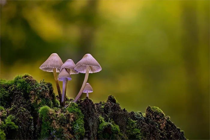 Buntstieliger Helmling (Mycena inclinata)