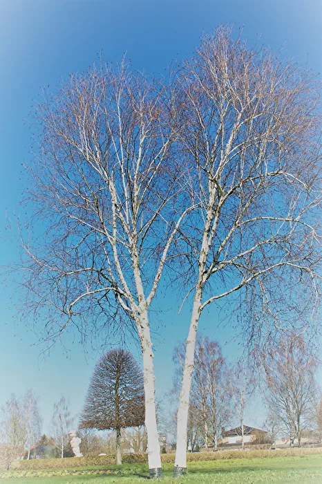 Bäume im Schlosspark
