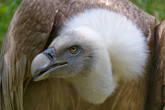 Griffon vulture