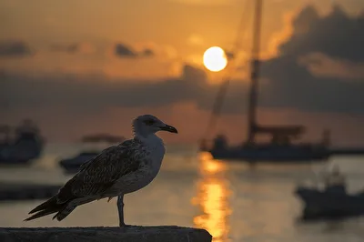 Möve am Hafen im Sonnenuntergang