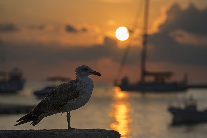 Möve am Hafen im Sonnenuntergang