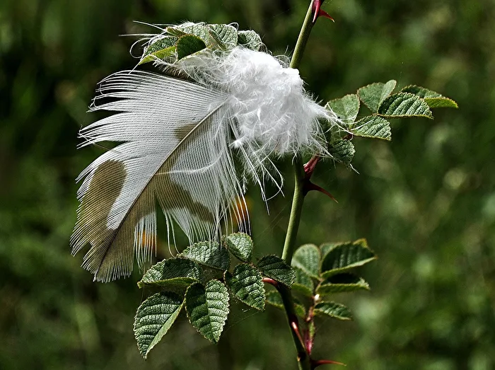 Macro