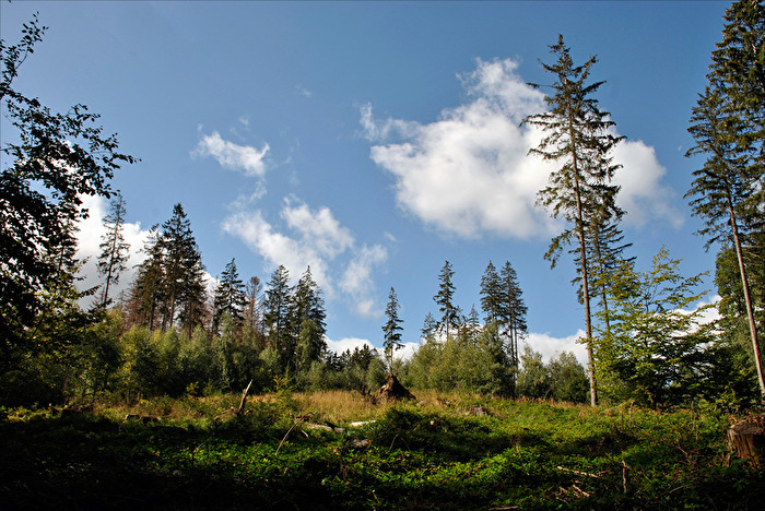 Wald