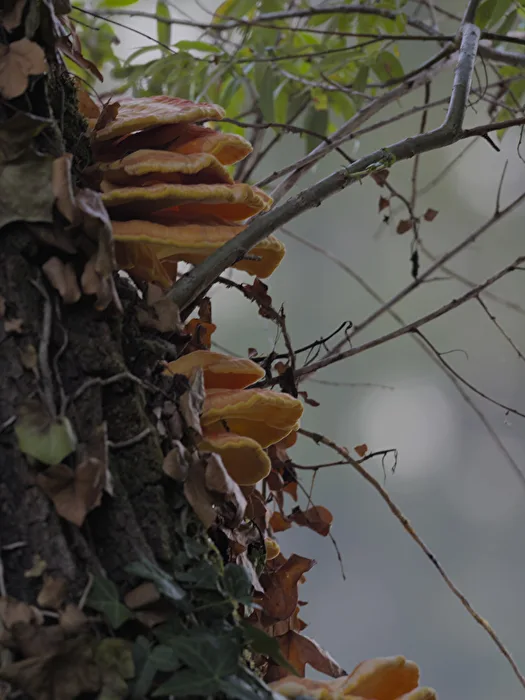 Herbst - Schwefelporlinge