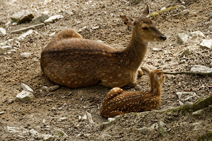 Damwildkuh mit Kits