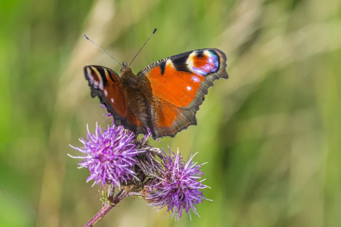 Tagpfauenauge auf einer Distelblüte