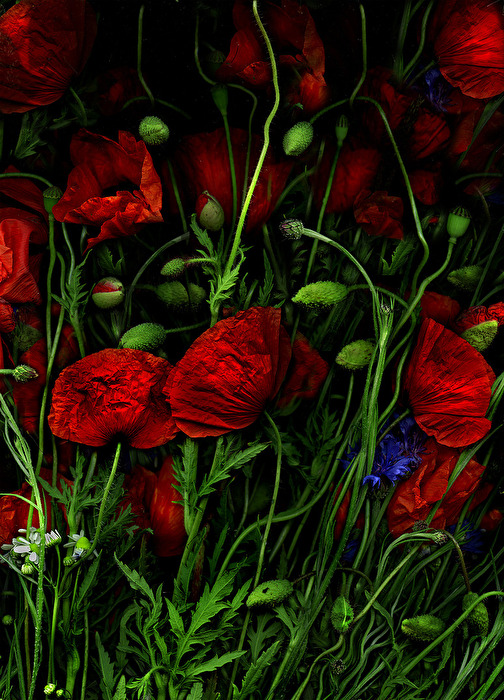 Art Floral