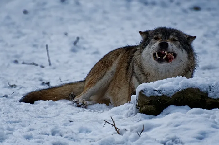 Timberwolf
