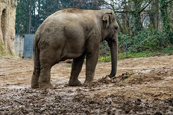 Elefant
