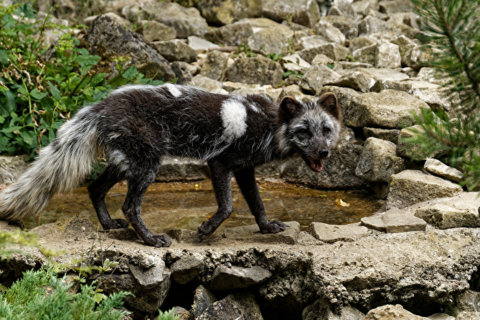 Polarfuchs