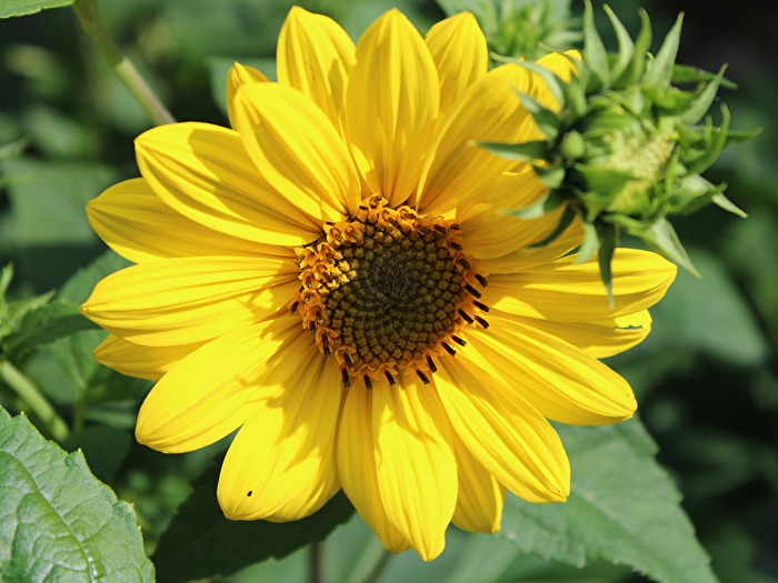 Sonnenblume ?