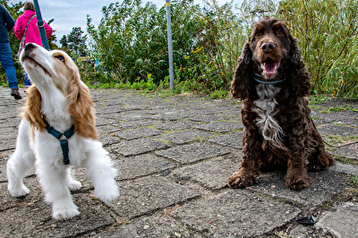 Goofy und der junge wilde
