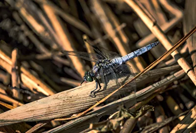 Libelle