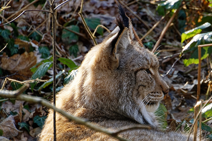 Luchs