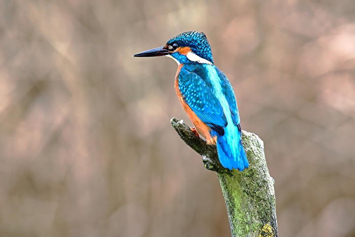 Eisvogel beim Ansitz